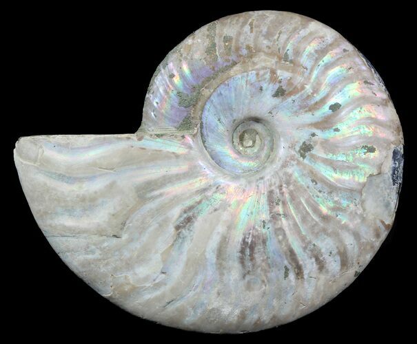 Silver Iridescent Ammonite - Madagascar #54868